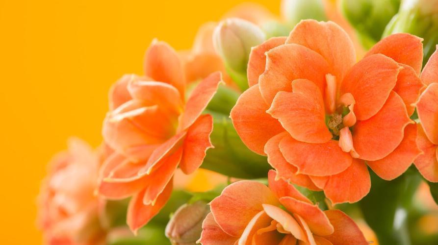 长寿花秋季怎么养才能长势好,有些细节千万要注意