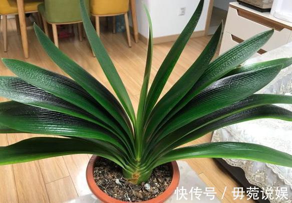 蟹爪兰不开花就关“小黑屋”，而君子兰不开花却得做好这些！