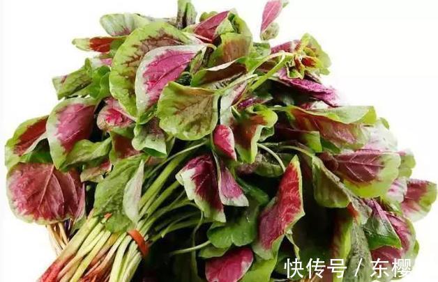 野菜|蒲公英、香椿、榆树钱、白蒿，一种野菜治一种病，了解一下