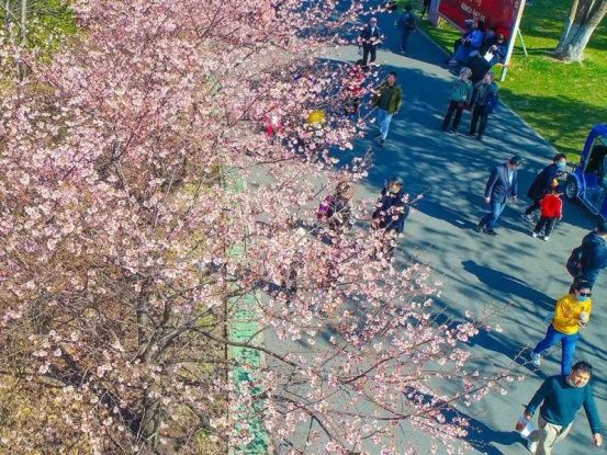 阳光和煦，宝山这里花开得正好，朋友圈刷屏预定