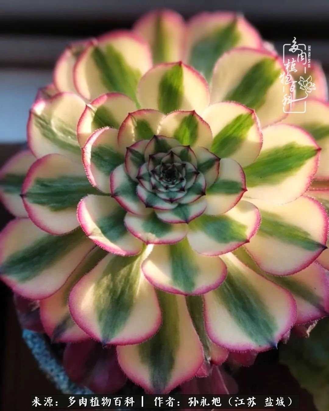 养多肉三年多九万里悟道,终归诗酒田园!