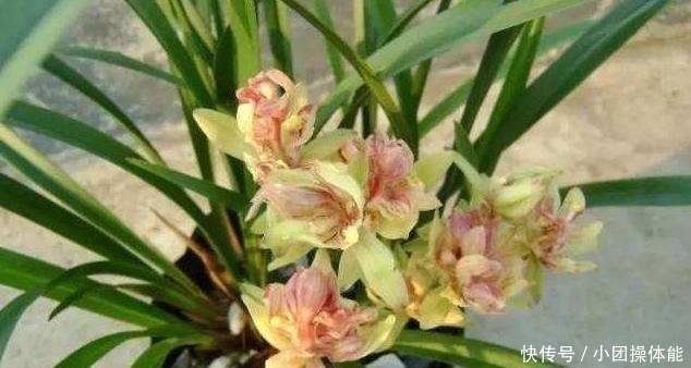 再忙也要养盆它,多瓣奇花自带香气,越冷越爱开,满屋“喷喷香”!