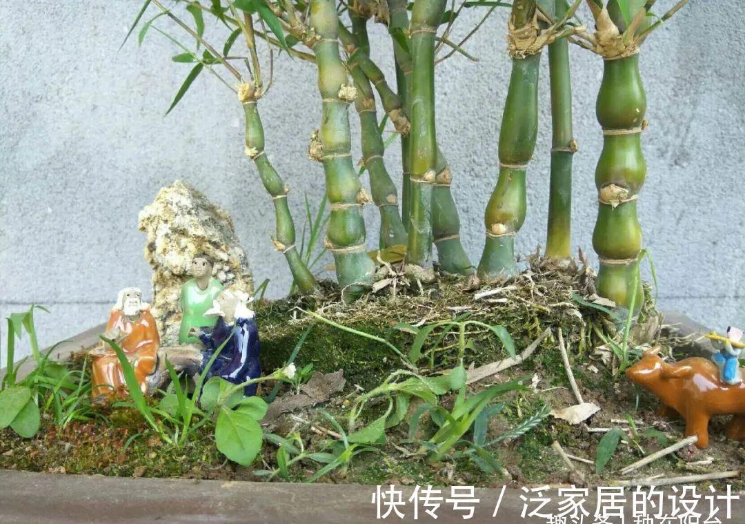 这“胖竹子”真奇特，既有竹的风骨与品格，还胖起来真好看！