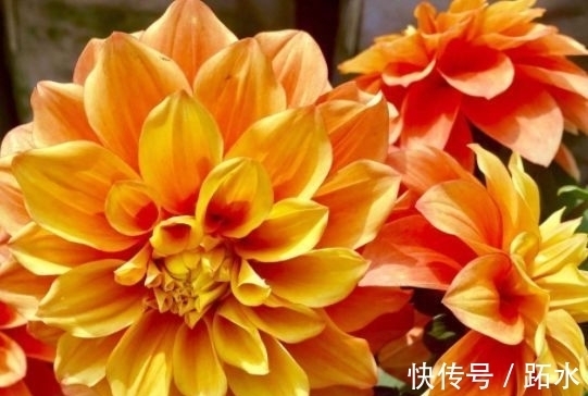 翠菊翠菊|花养在家里，一整年都有好运气，开花漂亮财运来，一养就上瘾