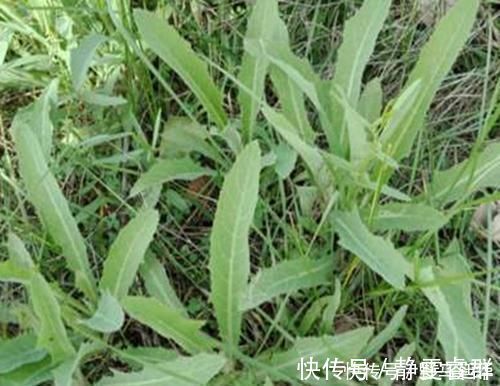 养生|农村的这一种“救命草”,以前被人嫌弃,殊不知竟竟是养生良药