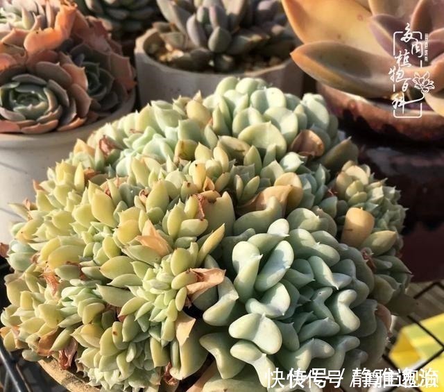 静夜|养多肉三年多，初见惊鸿！累并快乐着！养多肉三年多，初见惊鸿！累并快乐着！