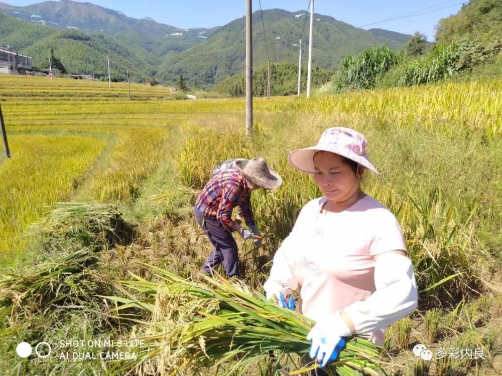 明目止烦|喝着山泉水长大的内良高山稻米，认识一下