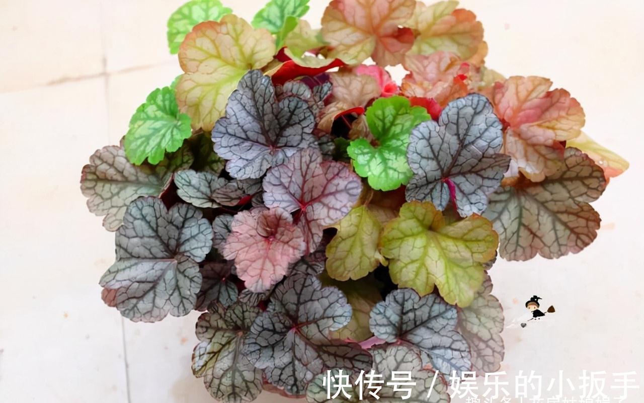 浇水|6种植物不开花，叶片却比花还漂亮，摆在室内，显得优雅有格调