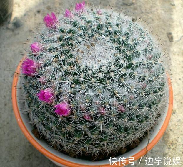 3种长着“大肚子”的花,长时间不浇水,也能叶片油绿,开花爆盆