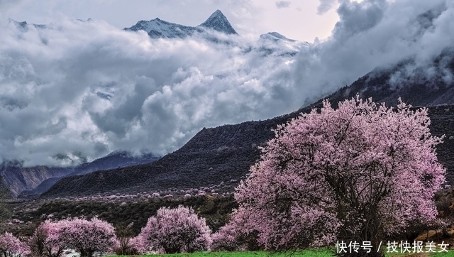 大片|三生三世十里桃花，花海何处寻？这些地方能见到最美花海！