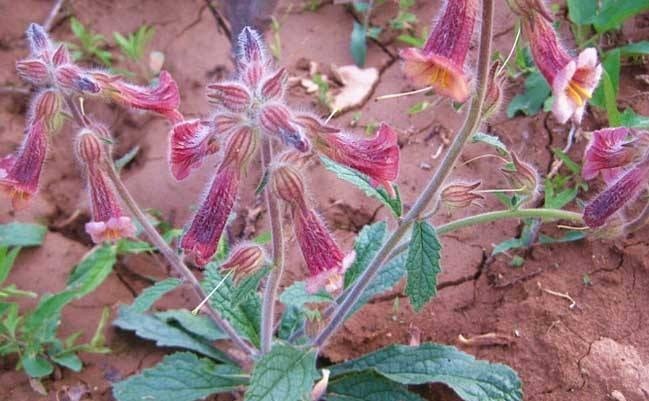骨髓|中医上真正的“补肾之王”,大地的骨髓,补肾强身怎少得了它