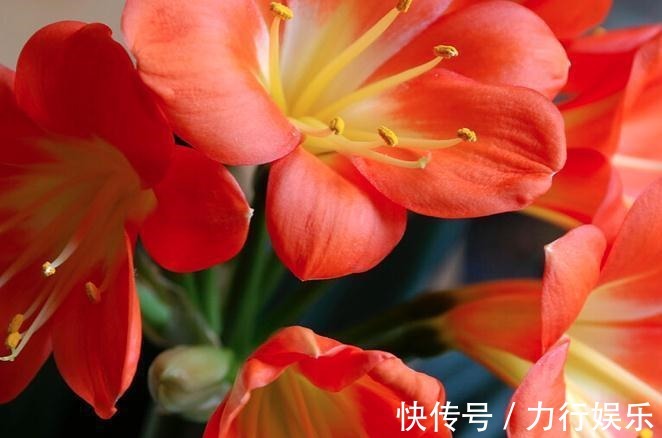 饼肥|提高君子兰开花率的4种“宝贝”，第一种免费，第四种自己能制作