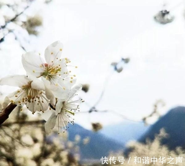 中年|春天的脚步近了，泸定的樱桃花开了，花期较短，速去！