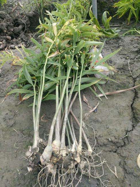 植物|村民称其草为“土黄金”,种子都要几十元1斤,日韩全靠进口