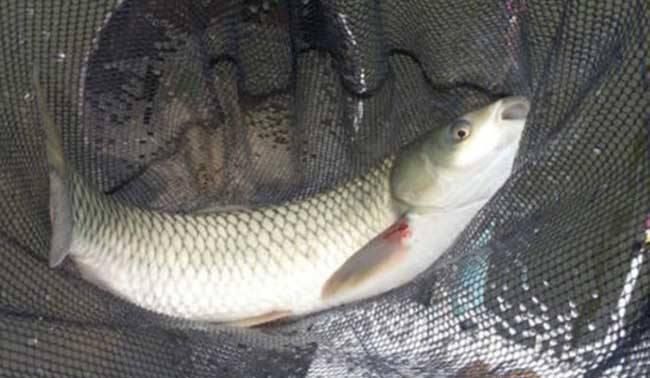 夏季钓鱼,为何经常跑鱼最大的原因是“你钓错了”