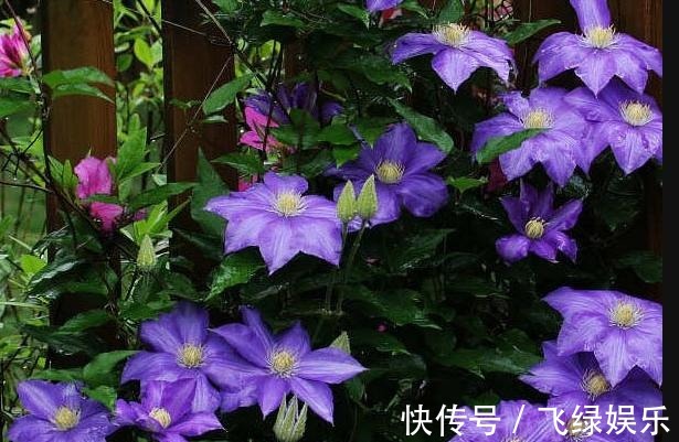 养花|花友养了40年花，唯独对“铁线莲”情有独钟，花开令人惊艳！