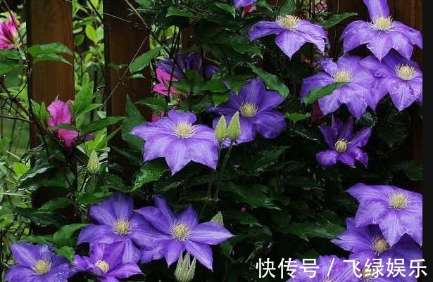 花友养了40年花,唯独对“铁线莲”情有独钟,花开令人惊艳!