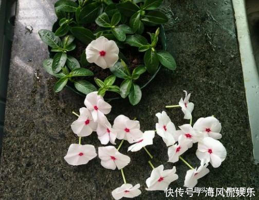 长春花|扦插长春花,有1个“技巧”,1棵养出30棵,棵棵开爆盆,好美!