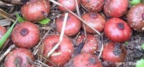 农村|农村一种常见的“野果”,烂在地里无人要,现如今卖到20一斤