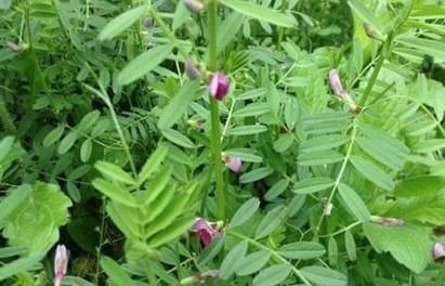 采摘|这种野菜，种子具有毒性，但它的叶子却很香，很多人应该没吃过