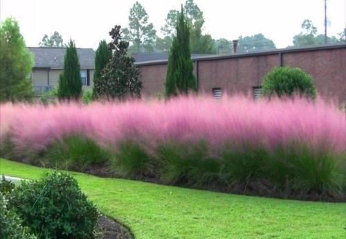 灿烂|又到了粉黛乱子草花开灿烂的时节,在院子就能种,花朵如云雾