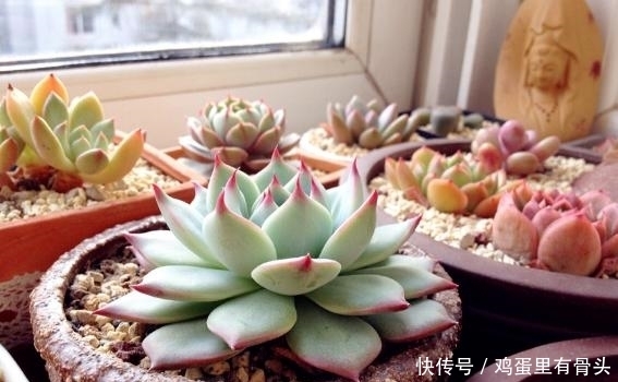 家庭|家庭种植多肉植物就用“此东西”!又漂亮又有创意!