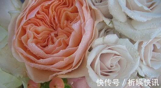 郁金香|全球最贵的6种花,一株价值几百万,真好看!