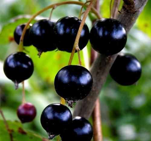 润肤|想长寿要会吃，3种食物换着吃，明目清心，润肤解毒，早吃早好