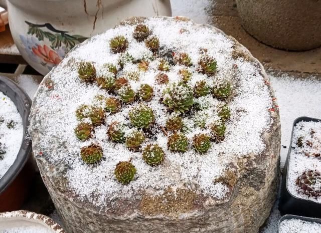 1种多肉“超耐冻”，下雪天才是高颜值，零下20°C冻不死