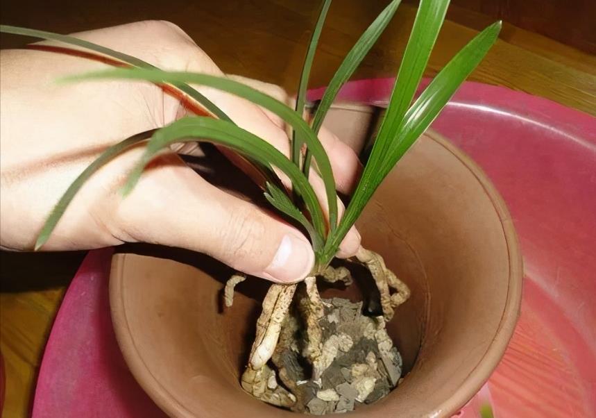 兰花上盆,5个窍门细节做足,根系深,花箭窜,兰花多又香