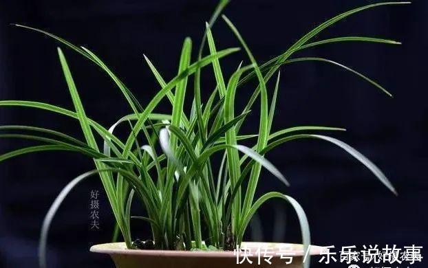 兰花养不好,主要是这5个原因,做好这几点,叶片葱绿花苞多