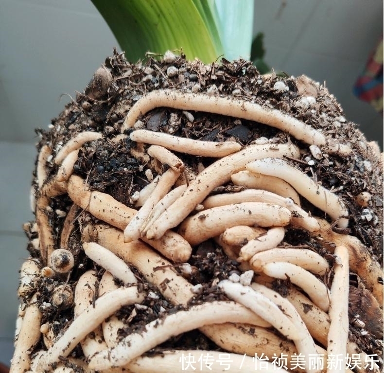 君子兰不长新叶多是这些因素导致这样养,让君子兰快速生长