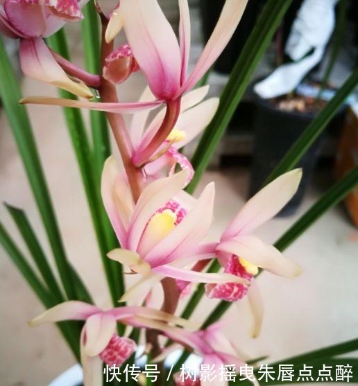 兰花兰花|养花就养这几款,花姿妖娆,四季繁花似锦,姿色艳丽