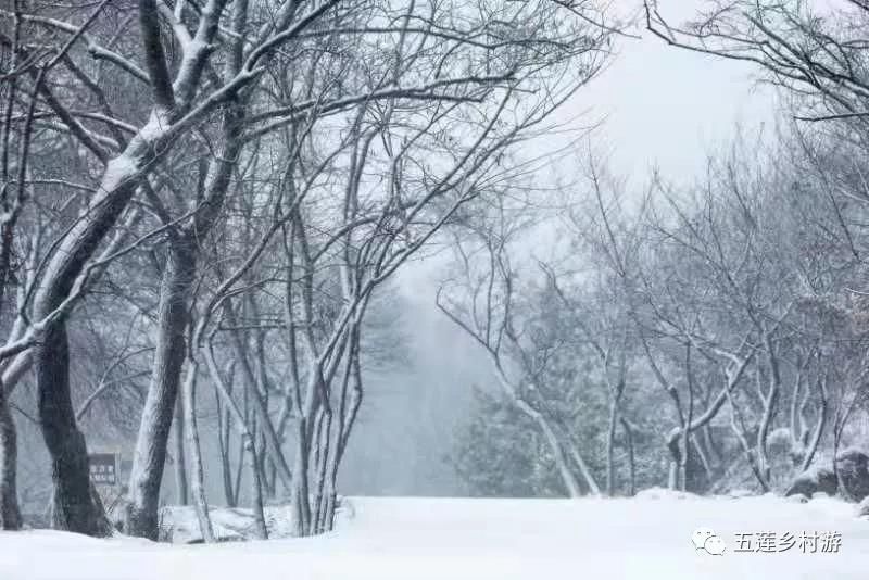 日照|下雪了！日照这些地方的雪景简直美得不像话