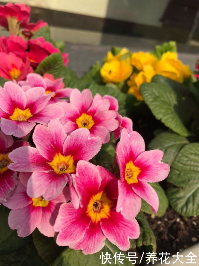 12月逛花市，买3种便宜花，10块钱能买3盆