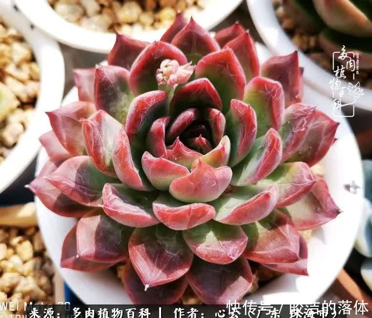 肉肉|与多肉的相遇,就是一场治愈之旅