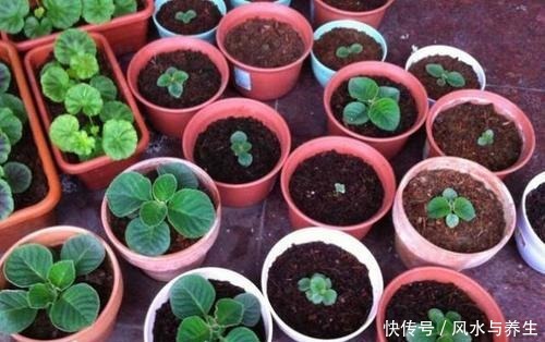 这花超耐阴,比牡丹月季还好看,一片叶子插八盆,开起花来从不停!