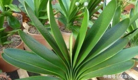 疯长|要想短时间让君子兰疯长不停，花开富贵，就用“它”，超级好用！