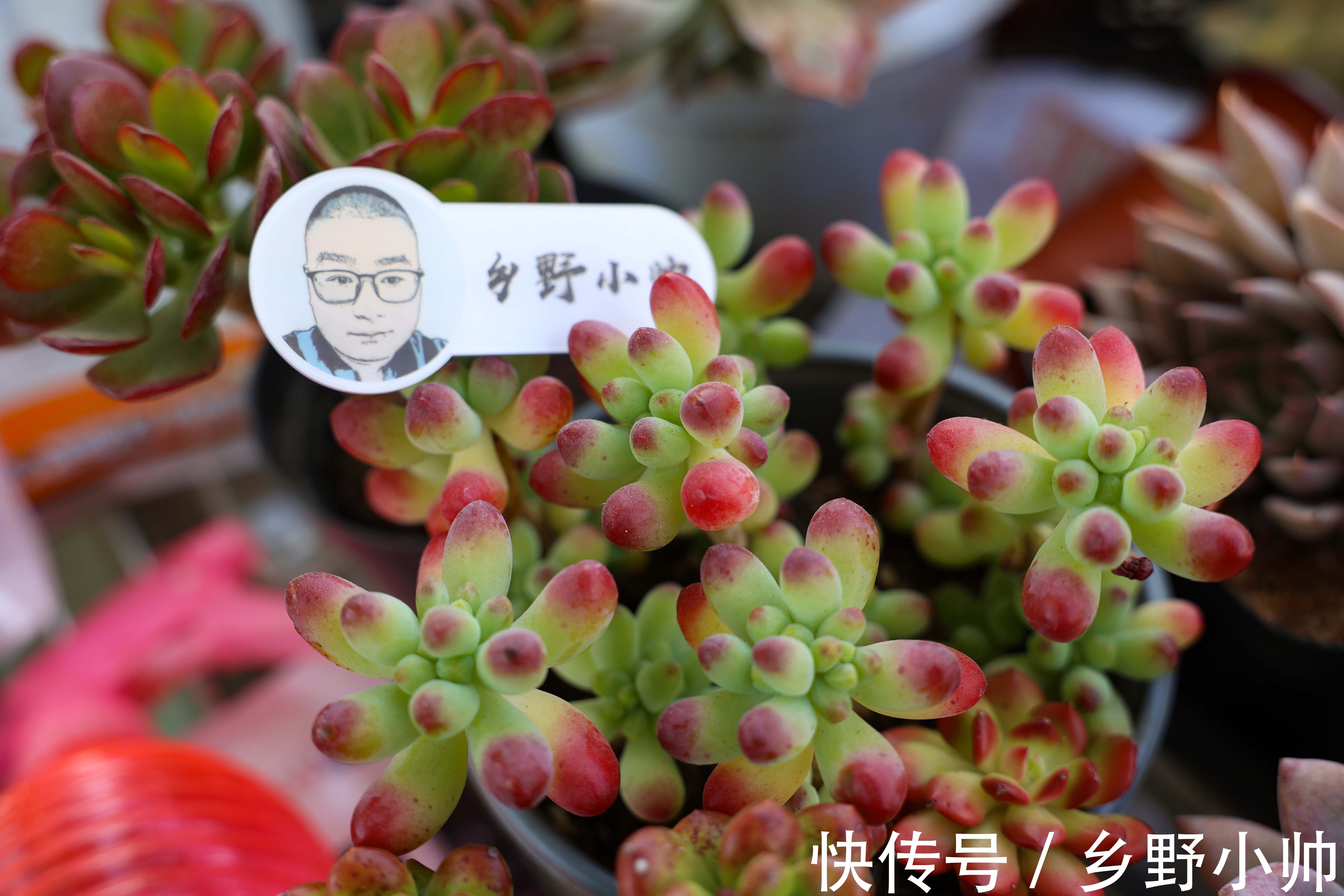 蓝龙多肉是吉娃娃和乌木的杂交?学会正确养护方法,四季都很美