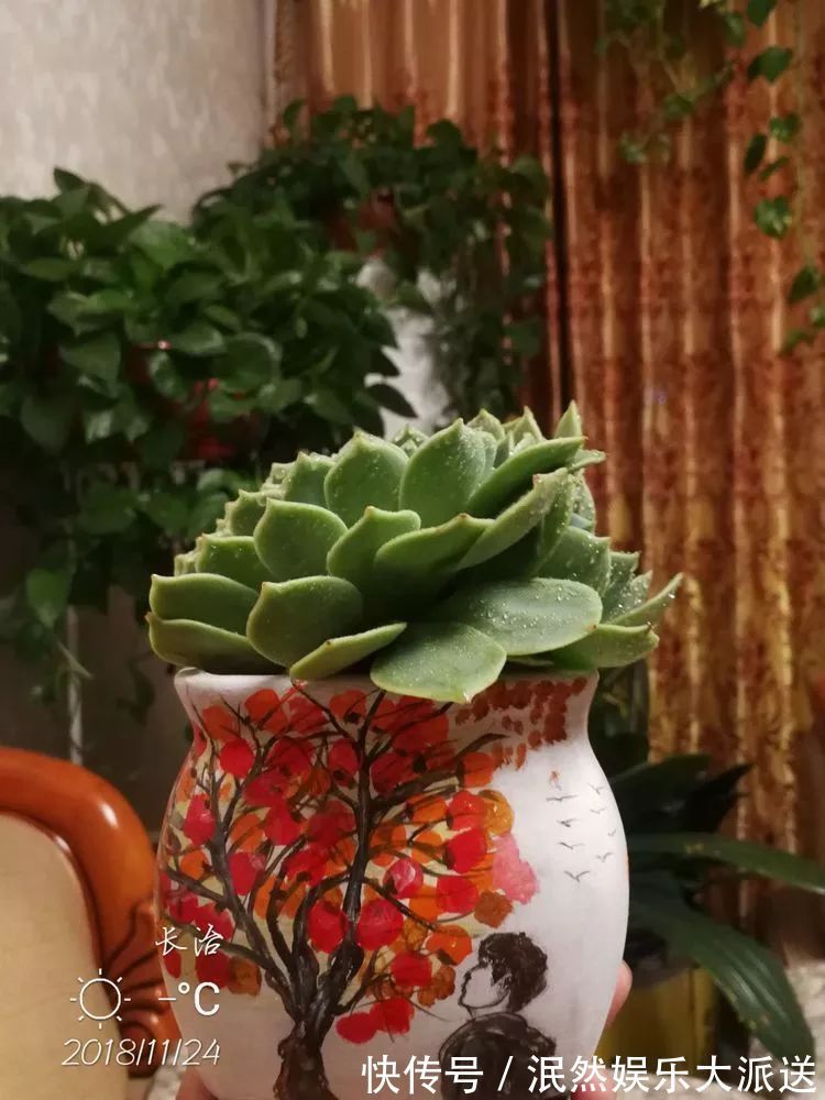 蚧壳虫|为肉痴狂!多肉植物也会用最美的容颜报答我们的勤劳付出!