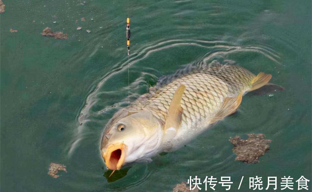 寒冬钓鲤鱼,钓饵味型这样配,天气再冷,也有鱼口