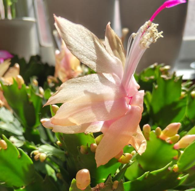 蟹爪兰|秋冬最适合盆栽蟹爪兰,满足3需求,一茬接着一茬往外窜花