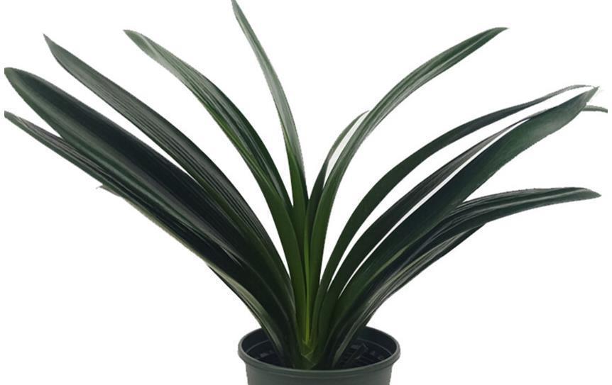 室内找个盆养这三种花,冬天难养好,室内条件不好就别养