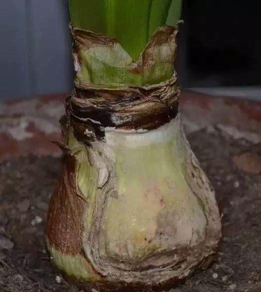  花花草草|老头无意捡到“洋葱头”,种下后开出这种“花”,羡慕死我了!