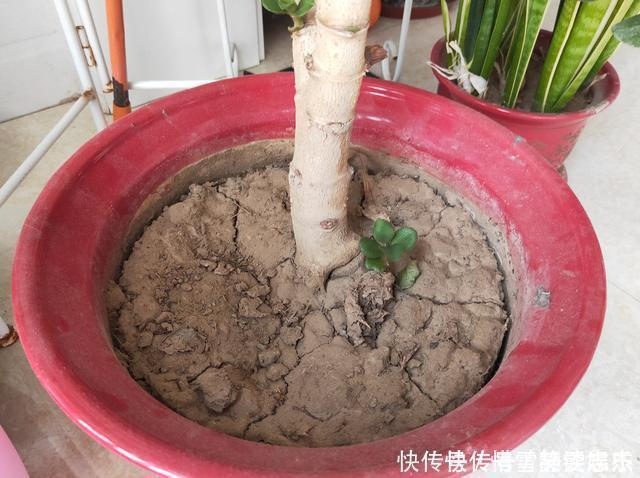 养分|花盆土太硬?1种“松土水”,浇3回就“松软”,省得换盆了!