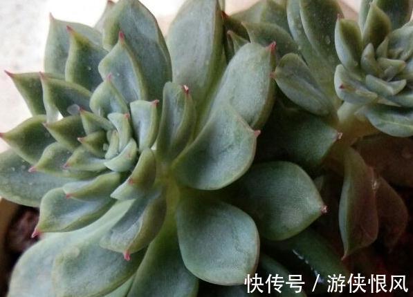 多肉僵苗具体原因是什么