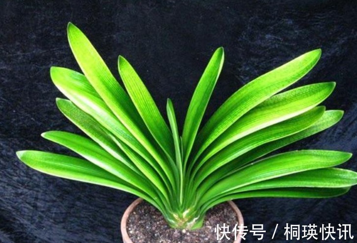 植物|君子兰、虎皮兰,“它”的汁液滴上3—4滴,统统窜“爆”盆