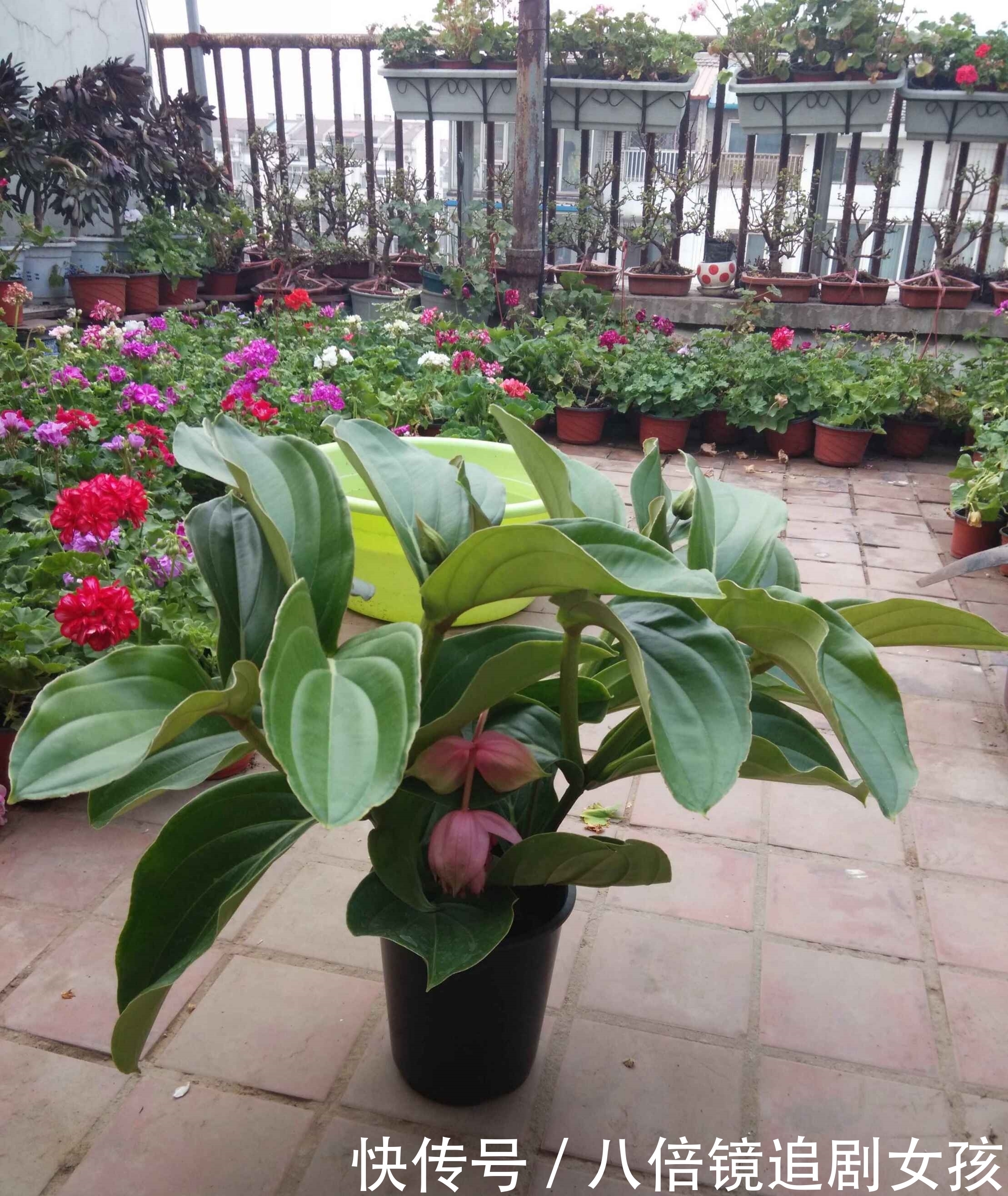 客厅养盆“贵妇花”,珠光宝气,雍容华丽,朋友来串门,倍有面