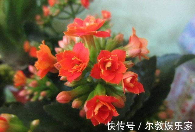 长寿花“长寿”,这几点不注意,照样掉叶子整棵死翘翘