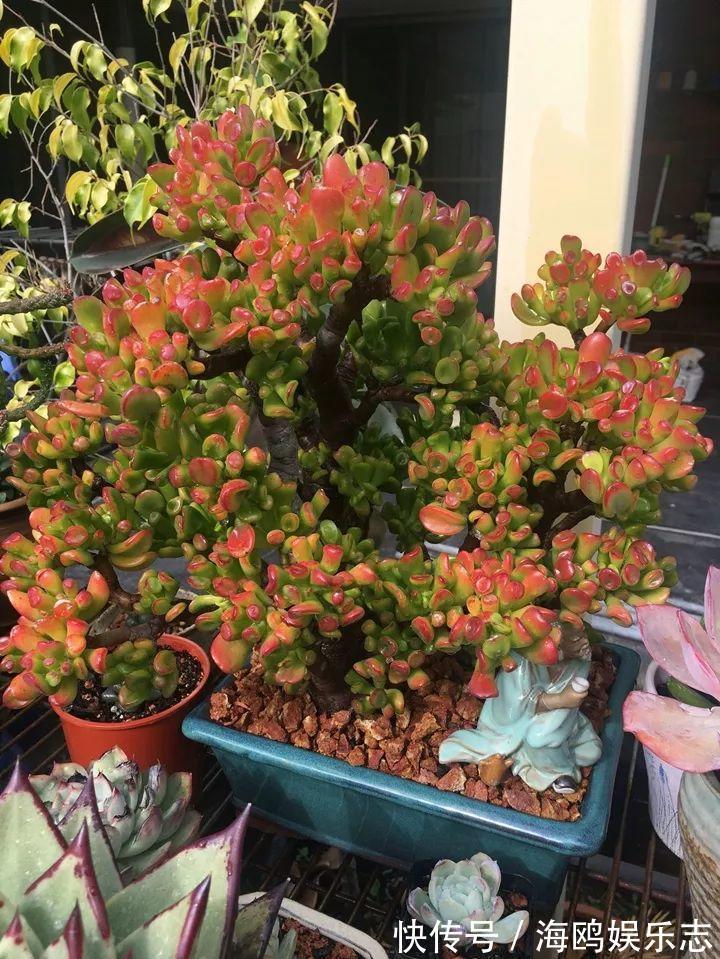 存钱筒|20年的“玉树”，叶子长成存钱筒，夏天猛晒红彤彤！